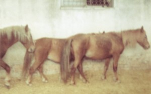 caballos1