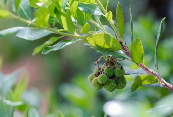 Frutos, aún sin madurar del madroño.